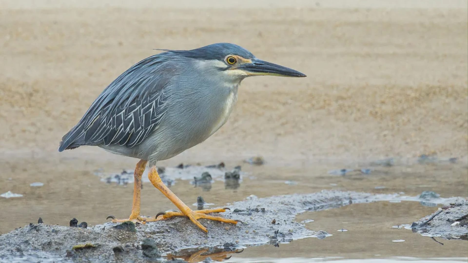Little Heron